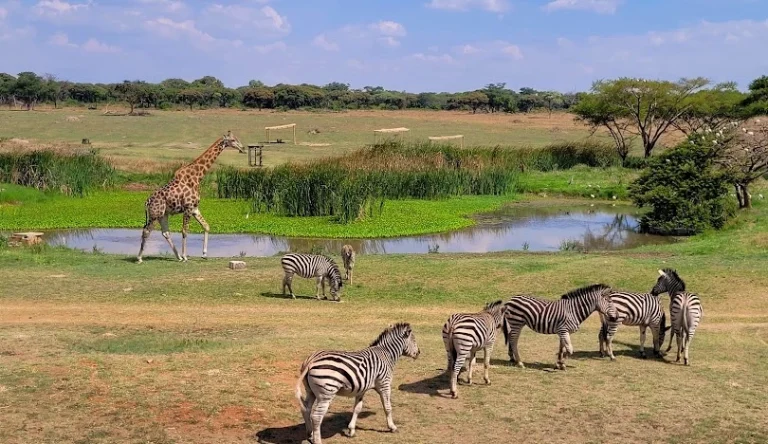 Zimbabwe-01-webp-galleri-810-468