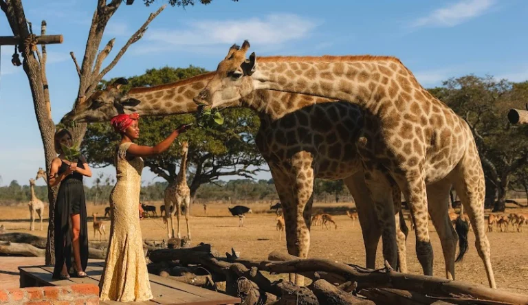 Zimbabwe-02-webp-galleri-810-468