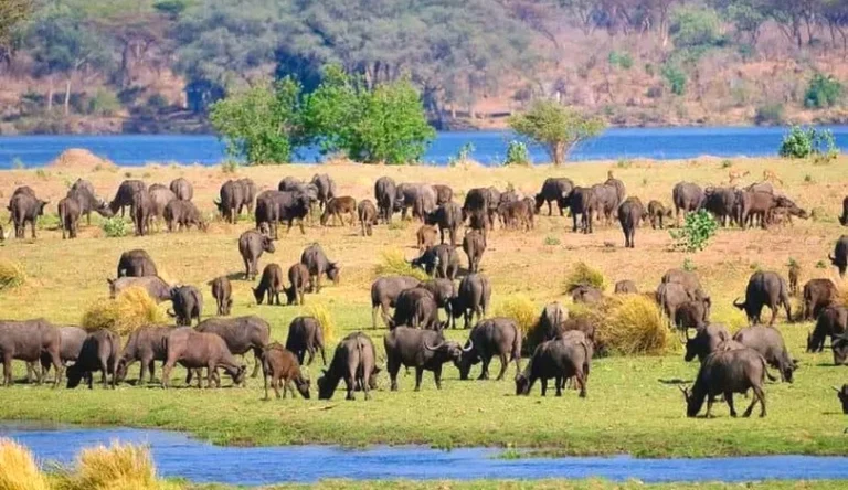 Zimbabwe-16-webp-galleri-810-468