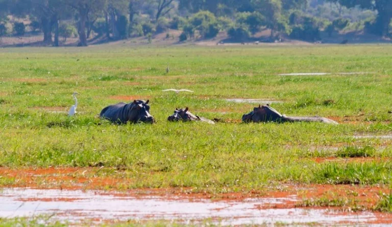 Zimbabwe-20-webp-galleri-810-468