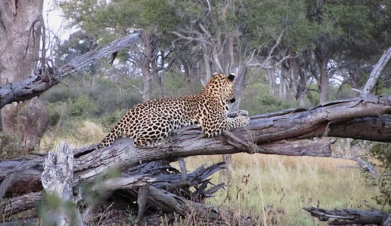 Botswana-03-galleri-1024-webp