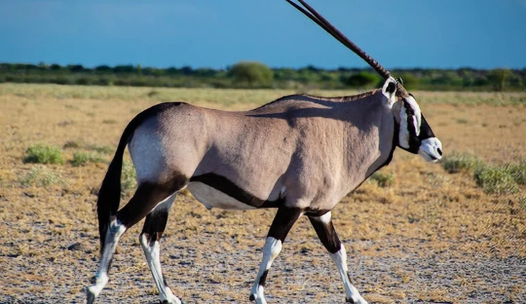 Botswana-04-galleri-1024-webp