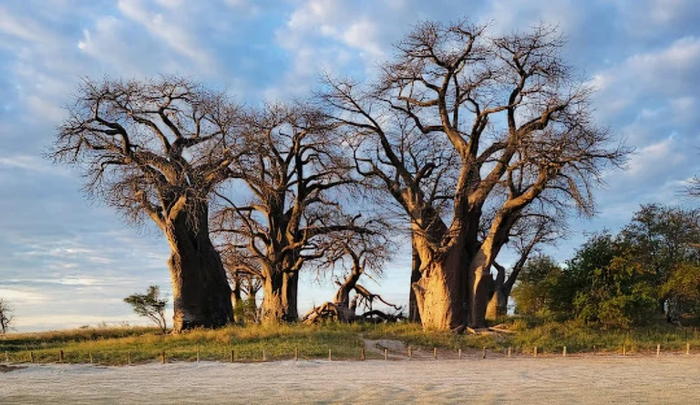 Botswana-08-galleri-1024-webp