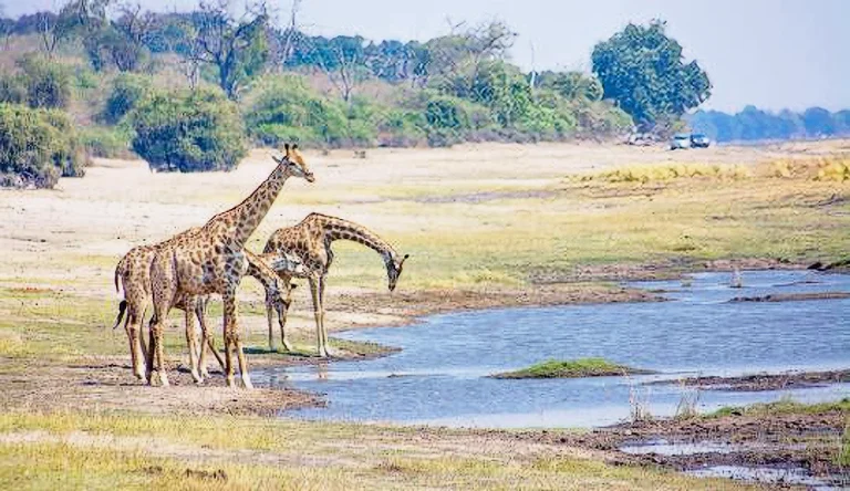Botswana-09-galleri-1024-webp