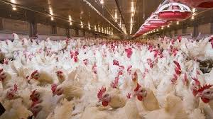 Broiler Poultry