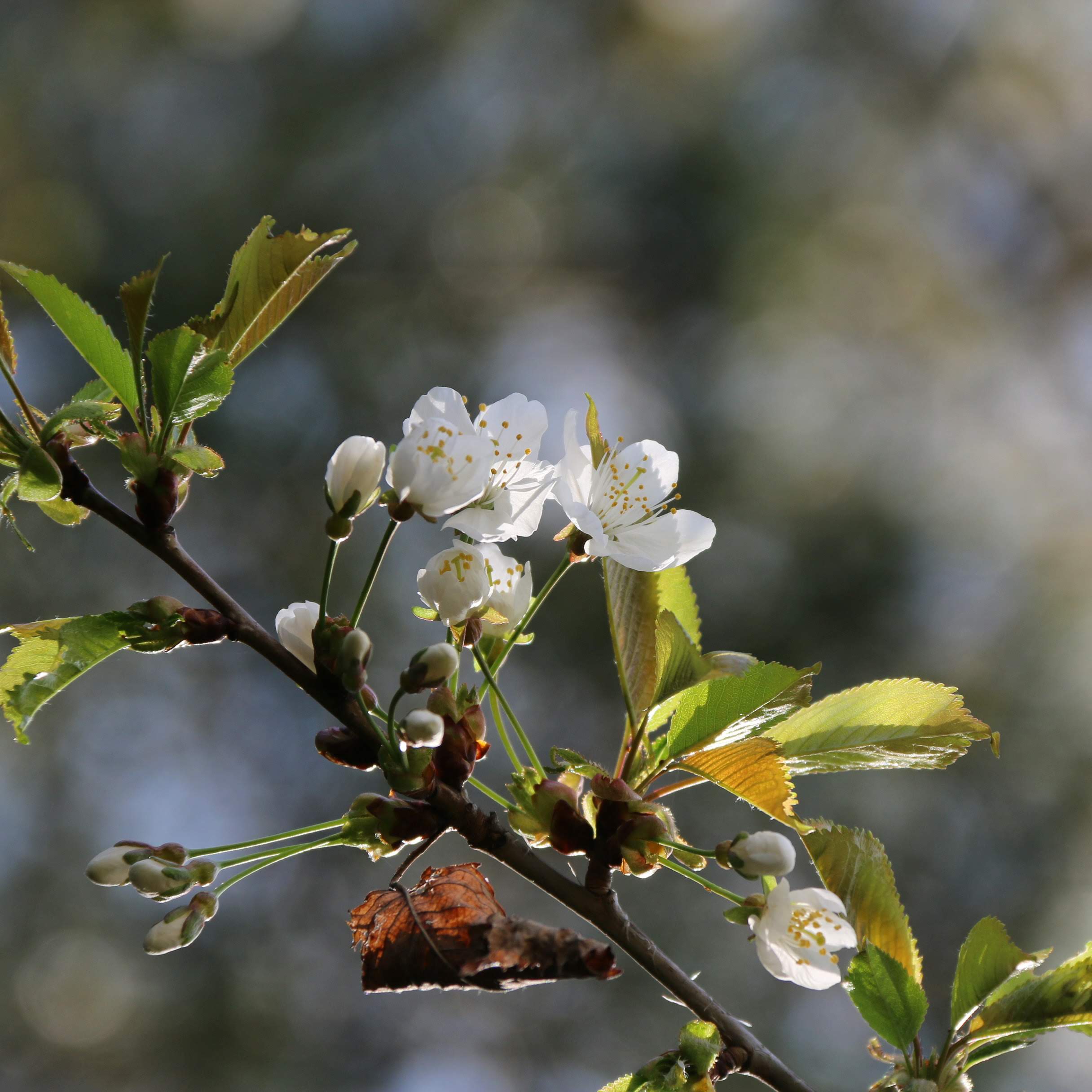 Kirsebærblomster