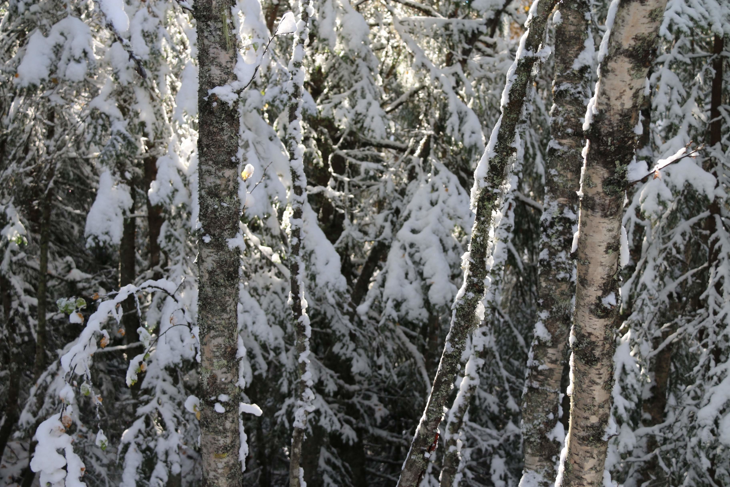 Snø på trær, sol