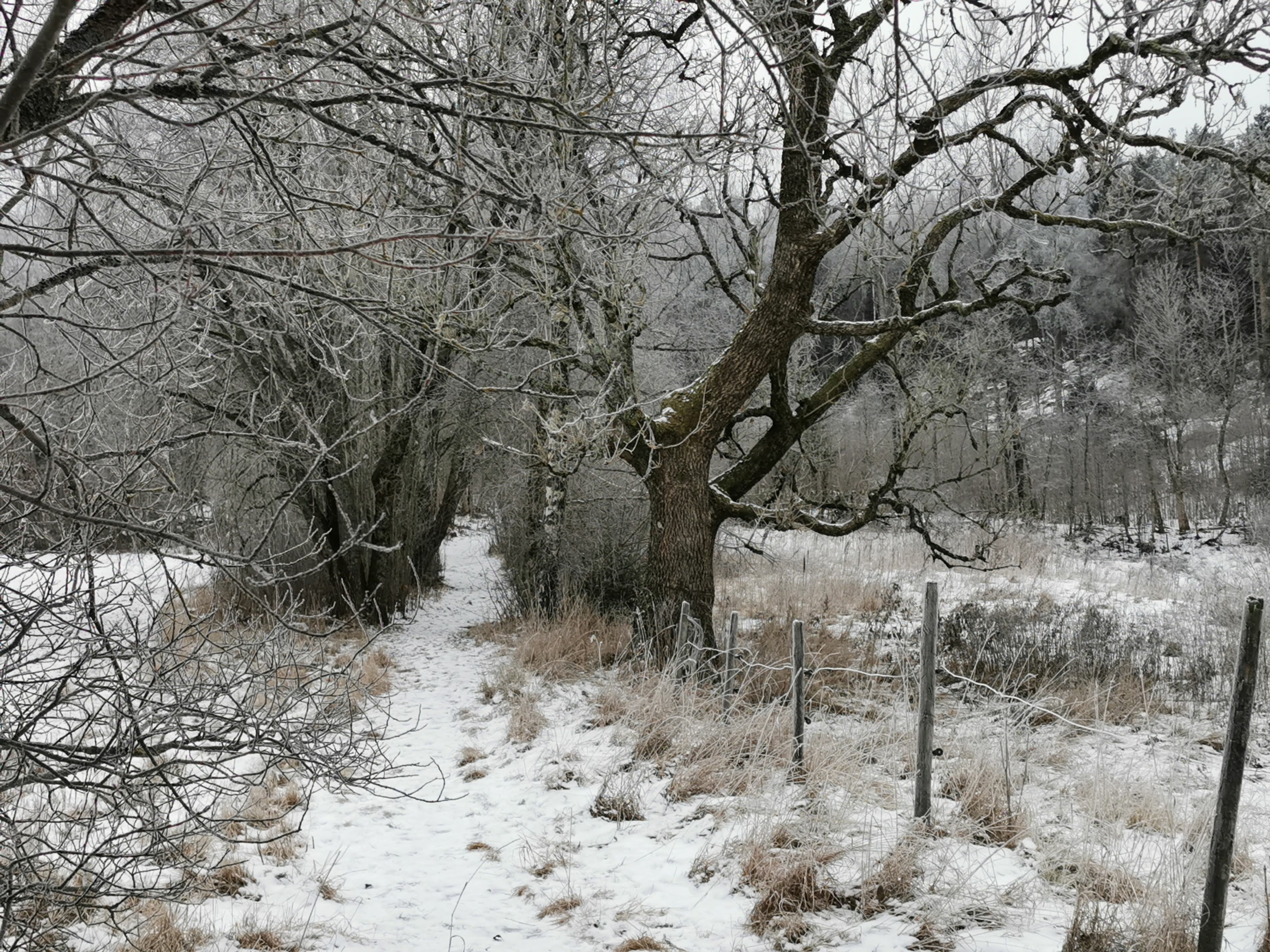 vinterbilde av sti og trær