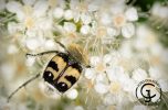 En humlebagge som söker efter pollen