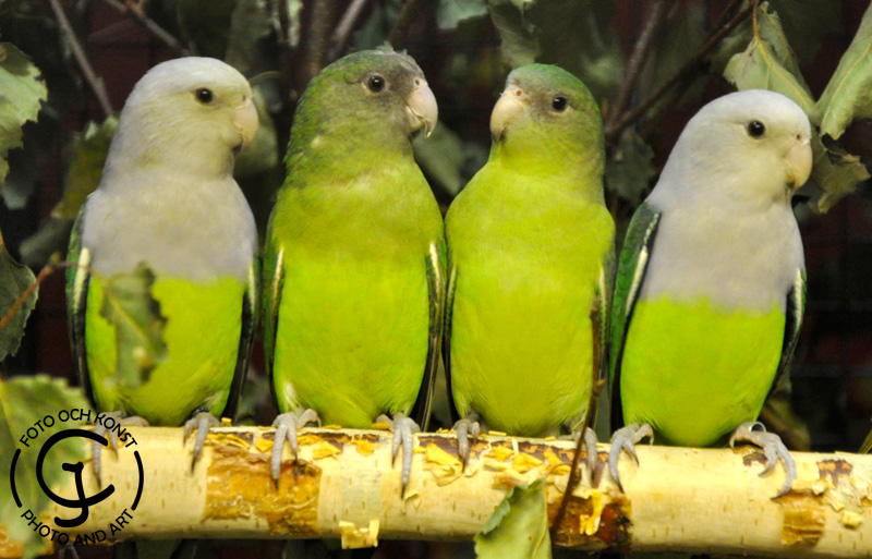 Four Grey-headed Lovebirds on a branch.