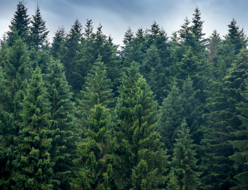 Skovbadning – Naturens Helbredende Kraft