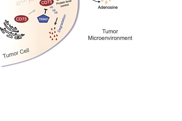 Targeting protein interactions may boost antitumor immunity in breast cancer