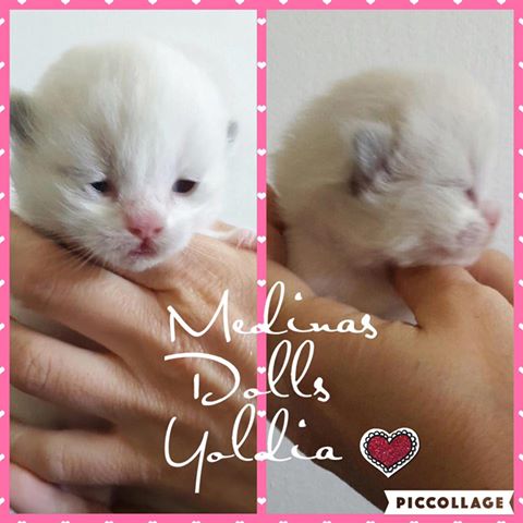 13346958_1008414142528238_914883096153213221_n