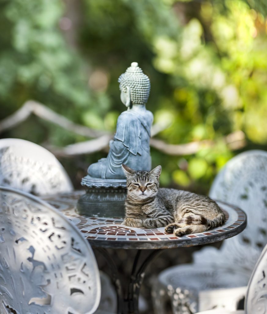 Mindfulness og meditation