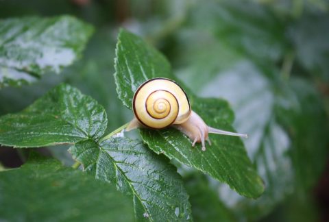 Mindfulness - At se det smukke i det små.
