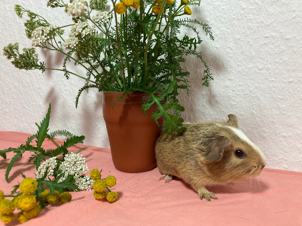 Eowyn