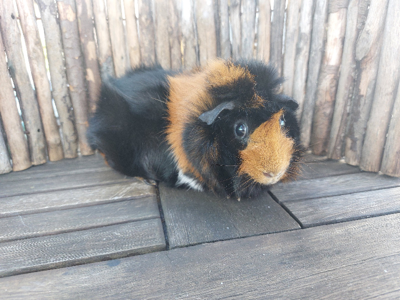 Muffin