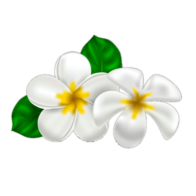 vector-realistic-tropical-hawaiian-flower-plumeria_flower-less