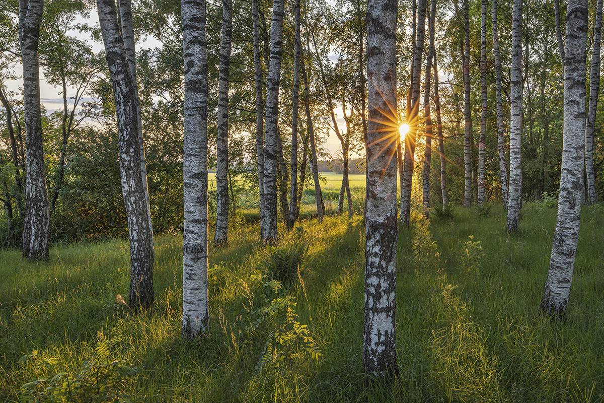 BjörkdungeJärn