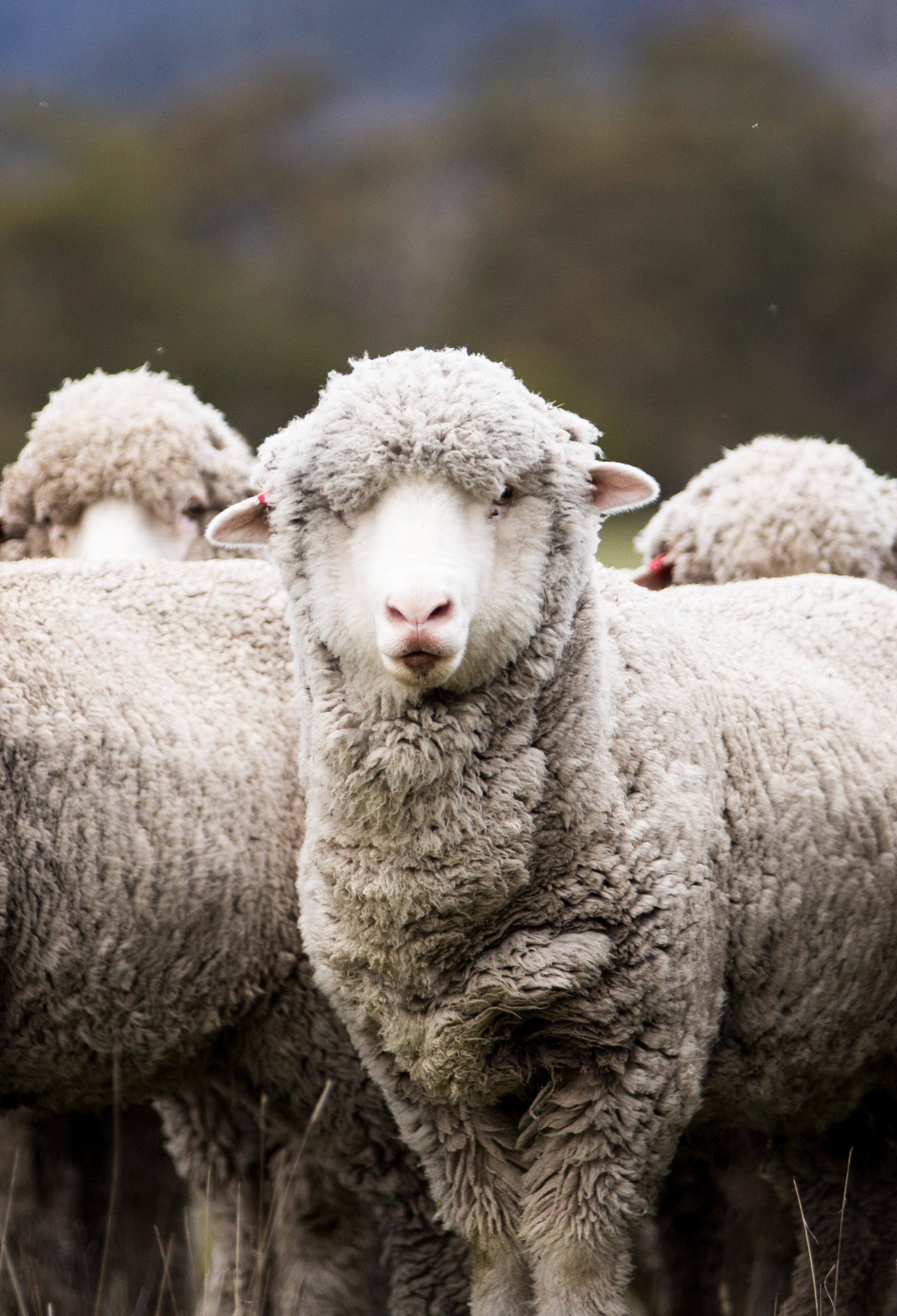 Nativa by sukkamestarit merino sheep