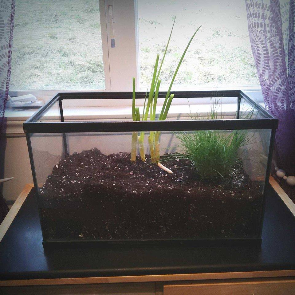 Quoi faire avec un aquarium qui ne sert plus à rien?