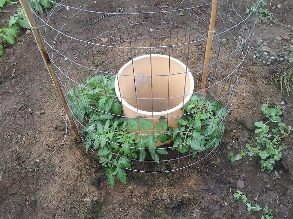 L’idée de génie d’un homme pour faire pousser des tomates