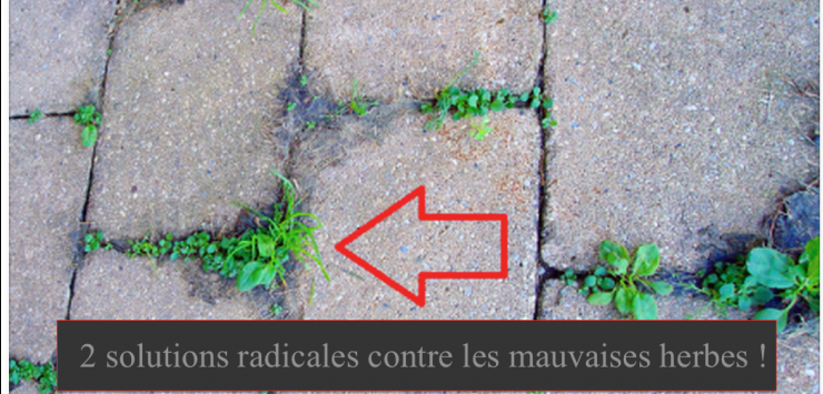 Voici 2 solutions radicales et naturelles contre les mauvaises herbes !