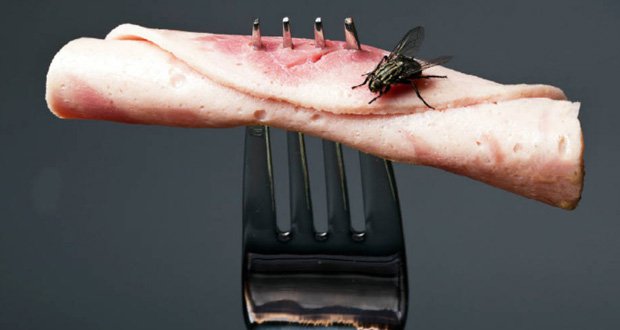 Voici ce qui arrive lorsqu’une mouche atterrit sur votre nourriture