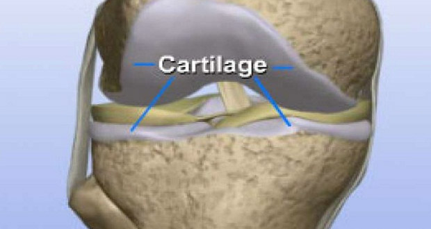 Voici comment régénérer le cartilage du genou