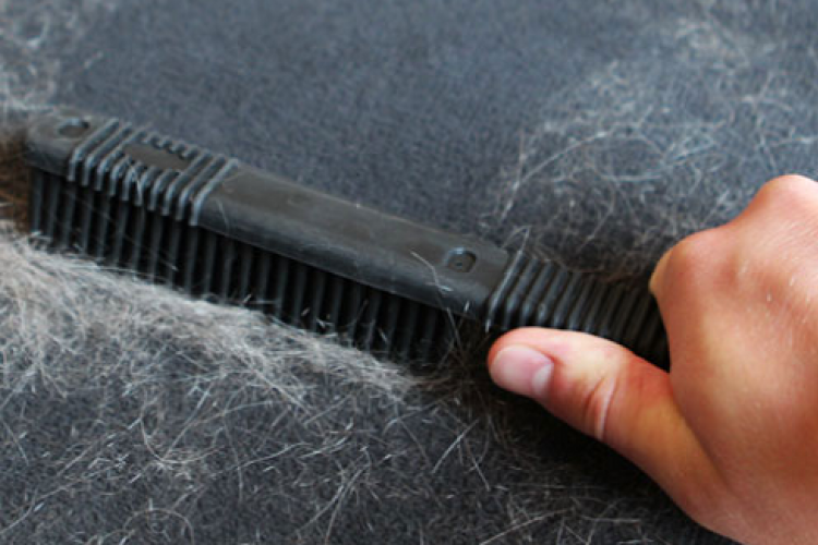 6 trucs faciles pour vous débarrasser des poils d’animaux à la maison!