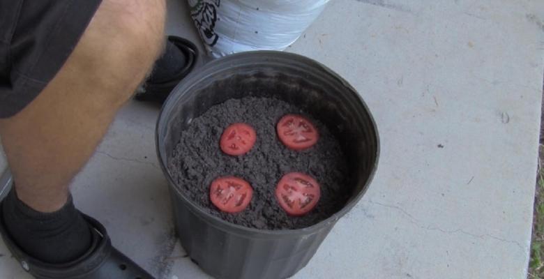 Il dépose 4 tranches de tomate dans un pot de terre! 10 jours plus tard! SURPRISE!