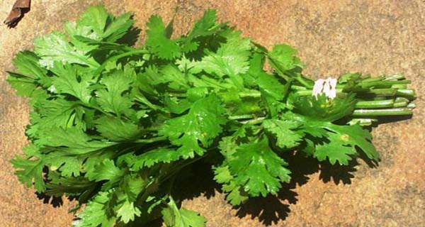 Cette plante tue 86% des cellules du cancer du poumon