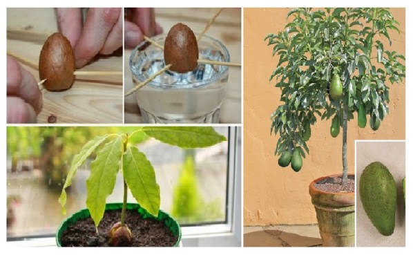 Comment faire pousser votre propre avocatier dans un petit pot de jardin