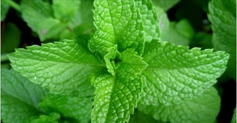 La menthe une plante aromatique magique