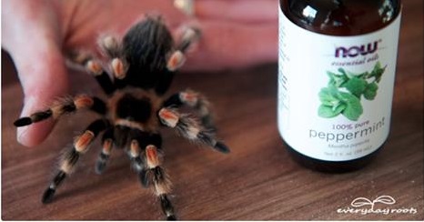 Répulsif anti-araignées aux huiles essentielles
