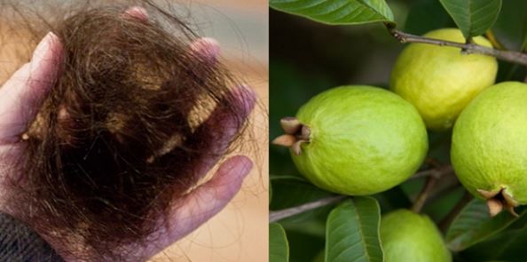 Les feuilles de cette plante pour stopper à 100% la chute de cheveux et pour les faire pousser rapidement !