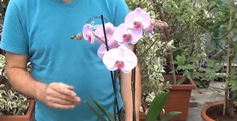 Comment faire refleurir une orchidée! Il vous montre ce qu’il faut faire!