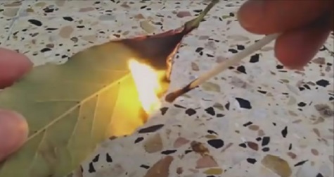 Faites brûler une feuille de laurier dans votre maison: La raison vous fera le plus grand bien!