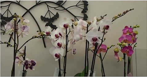 10 CONSEILS DE BASE POUR FAIRE REFLEURIR UNE ORCHIDÉE FANÉE!