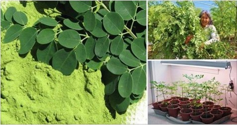 Moringa – l’herbe qui tue cancer tue et arrête le diabète