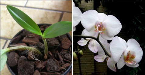 COMMENT FAIRE REFLEURIR UNE ORCHIDÉE APRÈS 1 AN… AVEC UN TRAITEMENT CHOC!