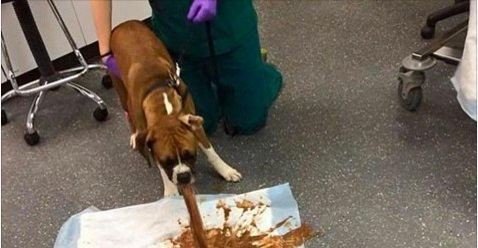 VOICI POURQUOI VOUS NE DEVEZ JAMAIS DONNER DE CHOCOLAT À VOTRE CHIEN, LE RÉSULTAT EST TERRIBLE!