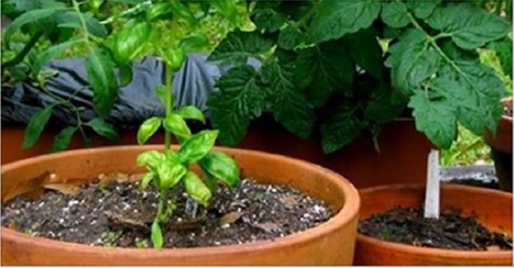 11 façons extraordinaires d’utiliser du vinaigre dans votre jardin !
