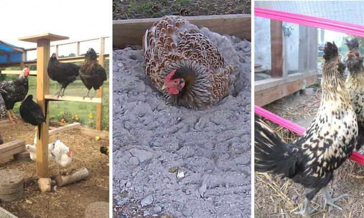 10 TRUCS À AJOUTER À VOTRE POULAILLER POUR RENDRE VOS POULES HEUREUSES! ELLES VONT ADORER!!