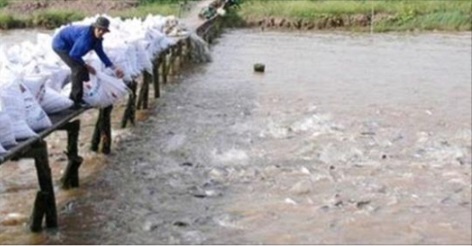 AVERTISSEMENT : Cultivé dans les bassins d’égouts, ne mangez Jamais ce type de Poisson !!