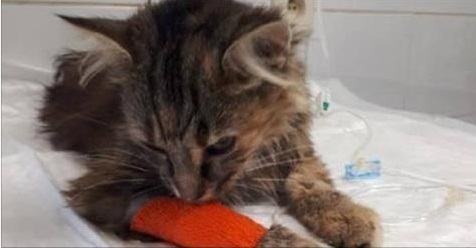 Un chat violé par un être humain retrouvé dans un état…