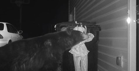 Cet homme avait un problème d’ours qui fouillait ses poubelles. Sa solution originale suscite l’hilarité!