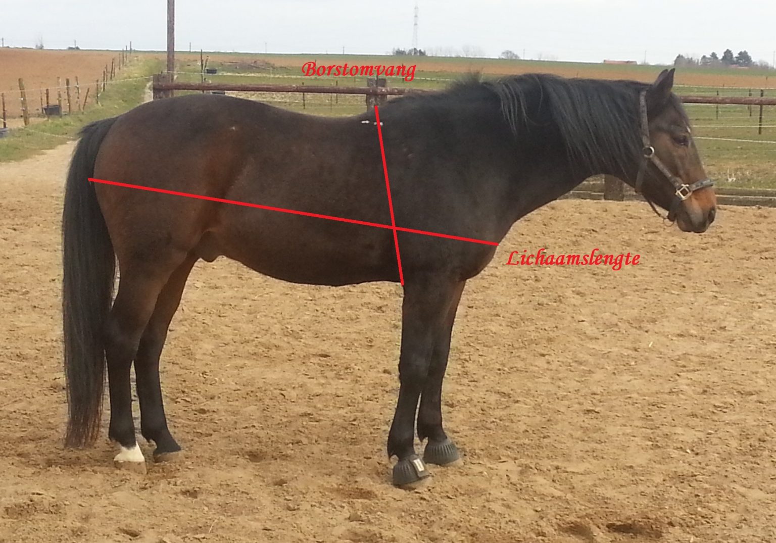 Hoeveel kost een paard? EEN EIGEN PAARD 1 likehorses YouTube Hoeveel kost een paard? EEN EIGEN PAARD 1 likehorses YouTube