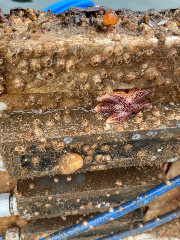 MetriCorr | Corrosion | Cathodic Protection | Marine Fouling | Research