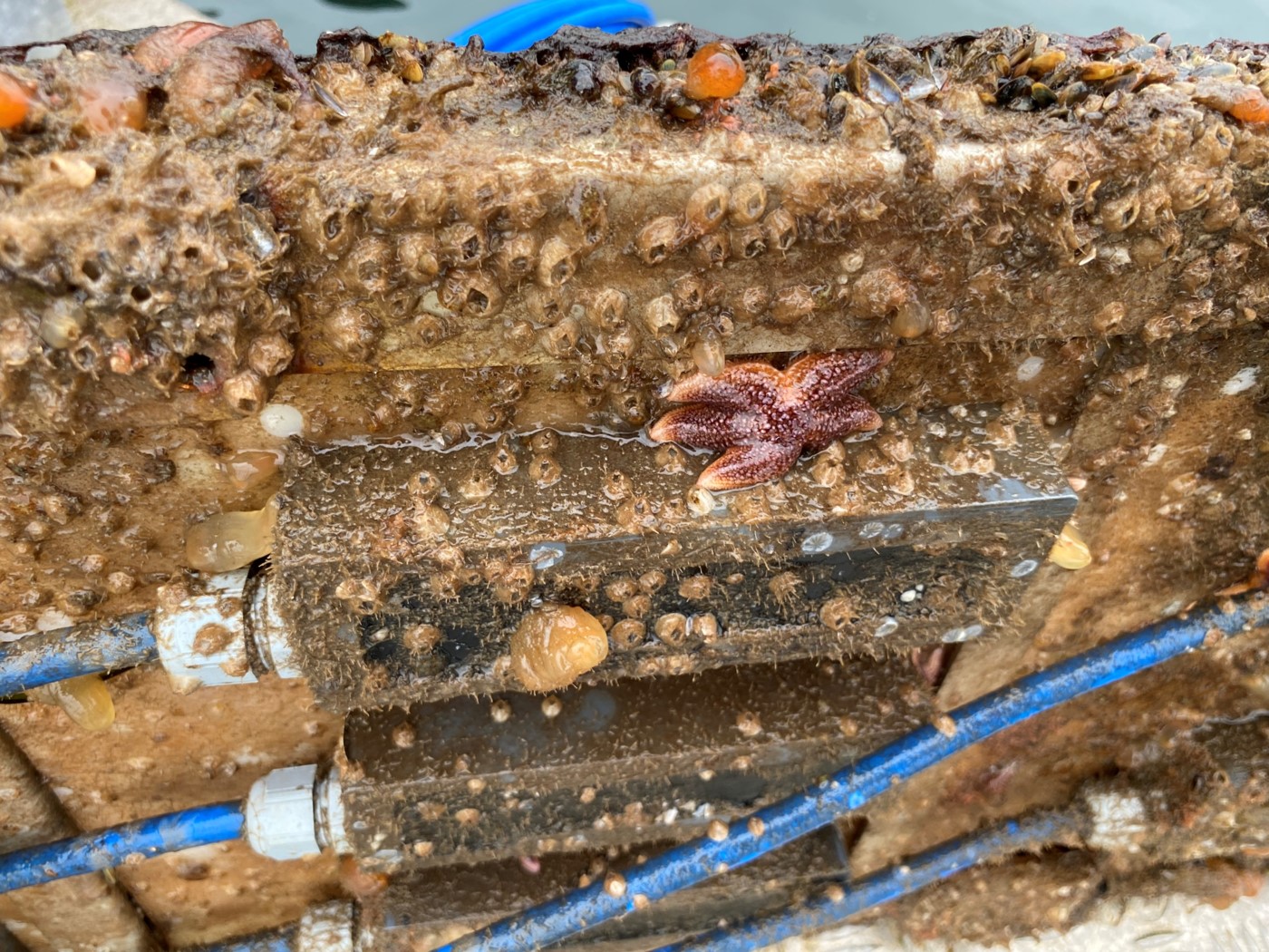 MetriCorr | Corrosion | Cathodic Protection | Marine Fouling | Research